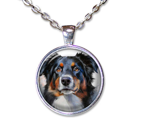 Australian Shepherd