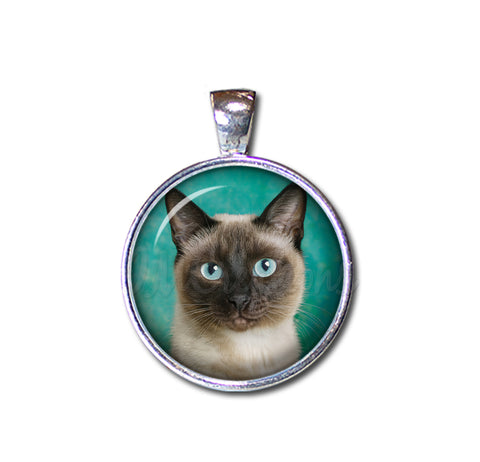 A Looker Siamese Cat