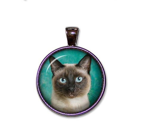 A Looker Siamese Cat