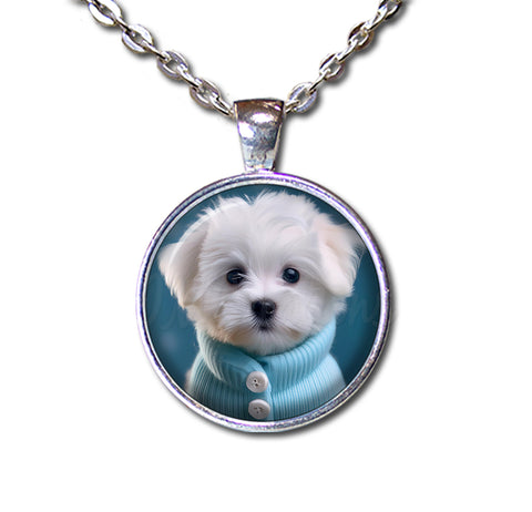 Adorable Maltese Puppy
