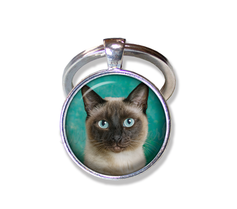 A Looker Siamese Cat