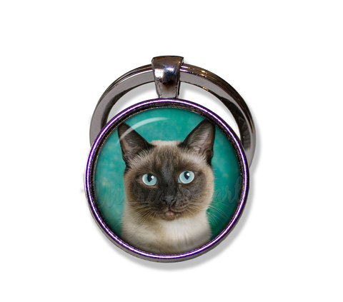 A Looker Siamese Cat