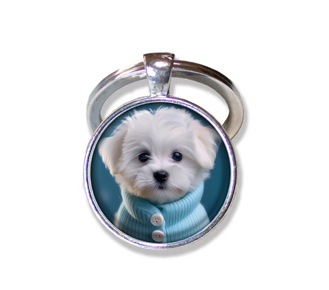 Adorable Maltese Puppy