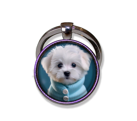 Adorable Maltese Puppy