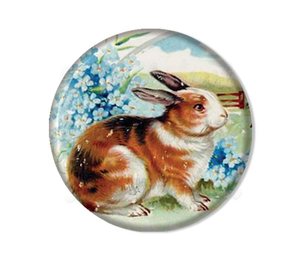 Sweet Bunny Rabbit